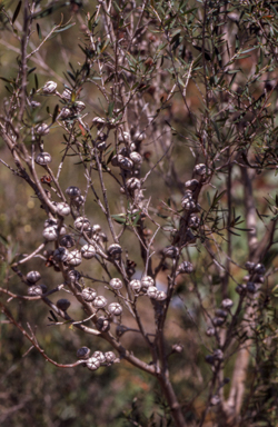 APII jpeg image of Leptospermum polygalifolium  © contact APII