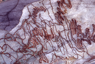 APII jpeg image of Eucalyptus pauciflora  © contact APII