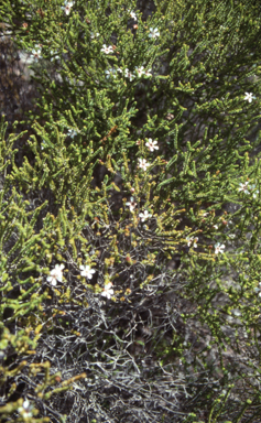APII jpeg image of Leptospermum epacridoideum  © contact APII