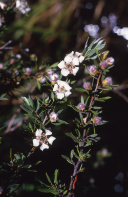 APII jpeg image of Leptospermum lanigerum  © contact APII