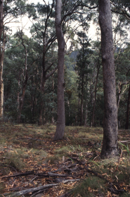 APII jpeg image of Eucalyptus radiata subsp. robertsonii  © contact APII