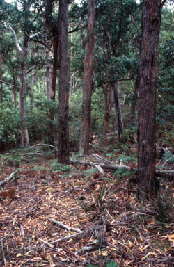 APII jpeg image of Eucalyptus fastigata  © contact APII