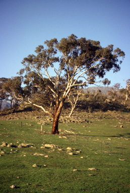 APII jpeg image of Eucalyptus melliodora  © contact APII