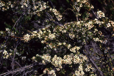 APII jpeg image of Baeckea gunniana  © contact APII