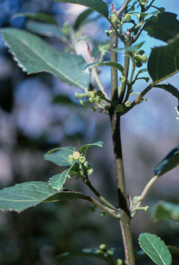 APII jpeg image of Hedycarya angustifolia  © contact APII