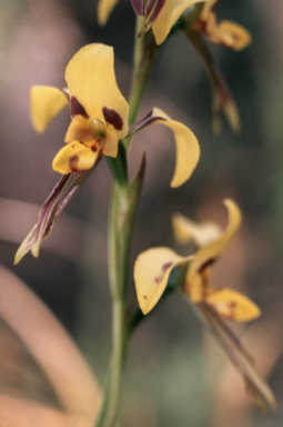 APII jpeg image of Diuris sulphurea  © contact APII