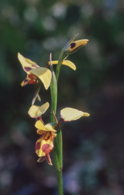 APII jpeg image of Diuris sulphurea  © contact APII