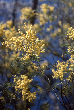 APII jpeg image of Acacia dealbata  © contact APII