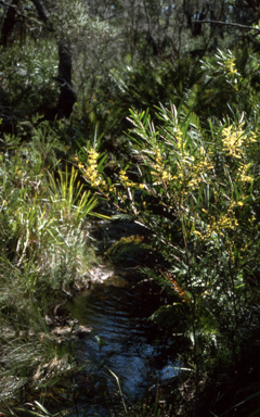 APII jpeg image of Acacia longifolia  © contact APII