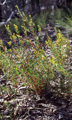 APII jpeg image of Acacia buxifolia  © contact APII