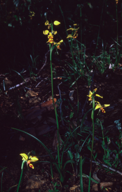 APII jpeg image of Diuris sulphurea  © contact APII