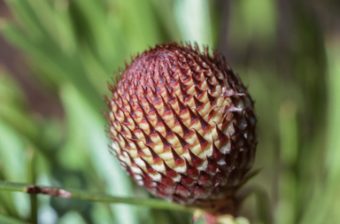 APII jpeg image of Isopogon anemonifolius  © contact APII