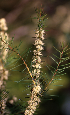 APII jpeg image of Hakea teretifolia  © contact APII