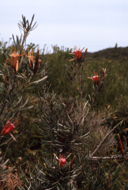 APII jpeg image of Lambertia formosa  © contact APII