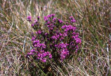 APII jpeg image of Comesperma ericinum  © contact APII