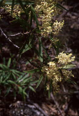 APII jpeg image of Lomatia myricoides  © contact APII