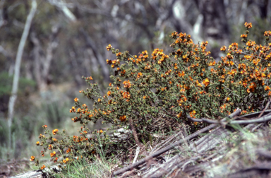 APII jpeg image of Pultenaea procumbens  © contact APII