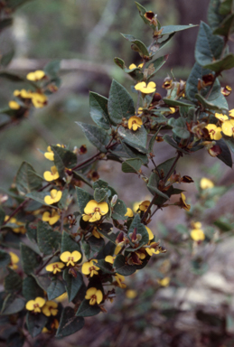 APII jpeg image of Platylobium formosum  © contact APII