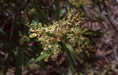 APII jpeg image of Lomatia myricoides  © contact APII