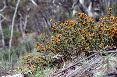 APII jpeg image of Pultenaea procumbens  © contact APII