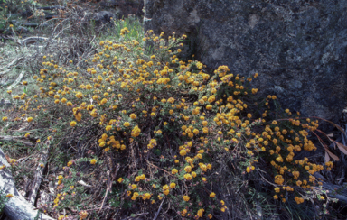 APII jpeg image of Oxylobium ellipticum  © contact APII