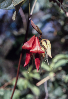 APII jpeg image of Kennedia rubicunda  © contact APII