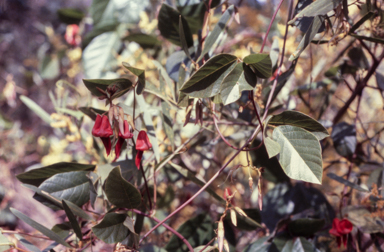 APII jpeg image of Kennedia rubicunda  © contact APII