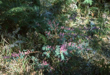 APII jpeg image of Indigofera australis  © contact APII