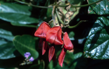 APII jpeg image of Kennedia rubicunda  © contact APII