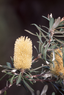 APII jpeg image of Banksia integrifolia  © contact APII