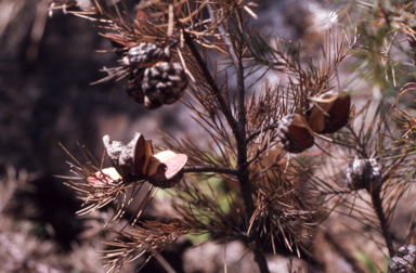 APII jpeg image of Hakea teretifolia  © contact APII