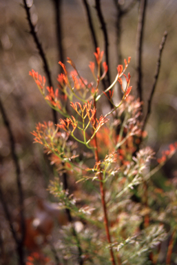 APII jpeg image of Petrophile pedunculata  © contact APII