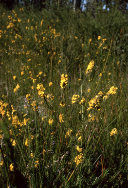 APII jpeg image of Dillwynia floribunda  © contact APII