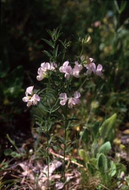 APII jpeg image of Lotus australis  © contact APII