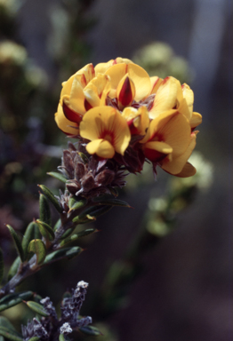 APII jpeg image of Oxylobium ellipticum  © contact APII