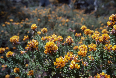 APII jpeg image of Oxylobium ellipticum  © contact APII