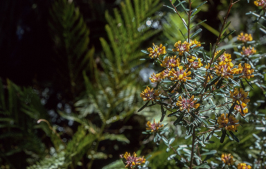 APII jpeg image of Pultenaea daphnoides  © contact APII