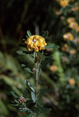 APII jpeg image of Pultenaea daphnoides  © contact APII