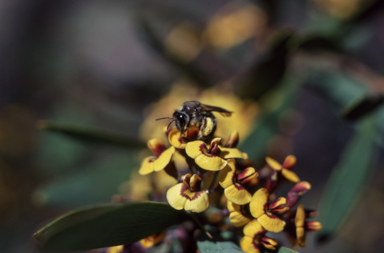 APII jpeg image of Daviesia mimosoides  © contact APII