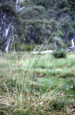 APII jpeg image of Agrostis capillaris  © contact APII