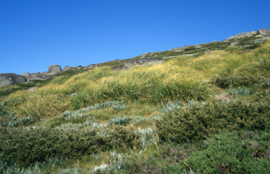 APII jpeg image of Chionochloa frigida  © contact APII