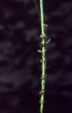 APII jpeg image of Hainardia cylindrica  © contact APII