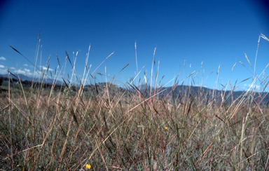 APII jpeg image of Bothriochloa macra  © contact APII