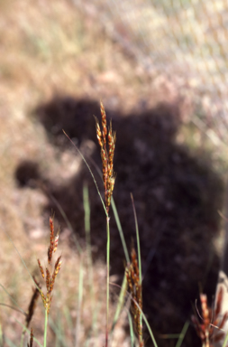 APII jpeg image of Sorghum  © contact APII