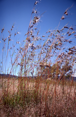 APII jpeg image of Themeda  © contact APII