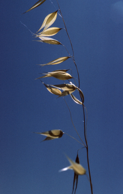 APII jpeg image of Avena  © contact APII