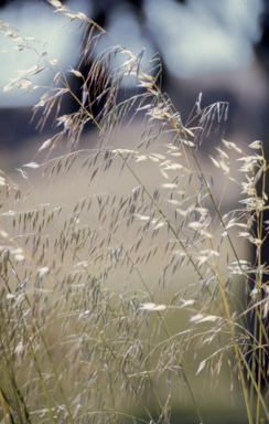 APII jpeg image of Avena fatua  © contact APII