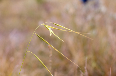 APII jpeg image of Anisopogon avenaceus  © contact APII