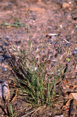 APII jpeg image of Danthonia  © contact APII