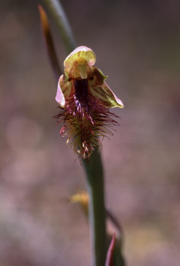 APII jpeg image of Calochilus robertsonii  © contact APII